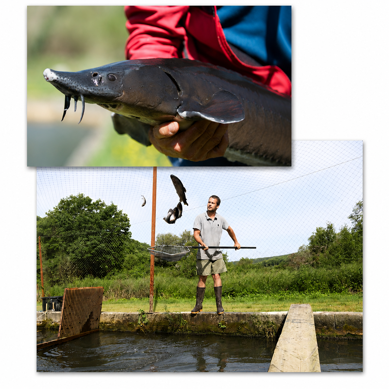 elevage-pisciculture-dordogne