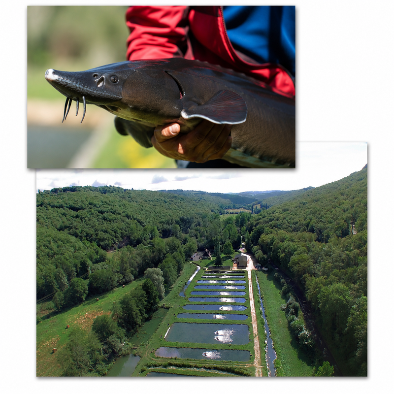 elevage-esturgeon-caviar-dordogne