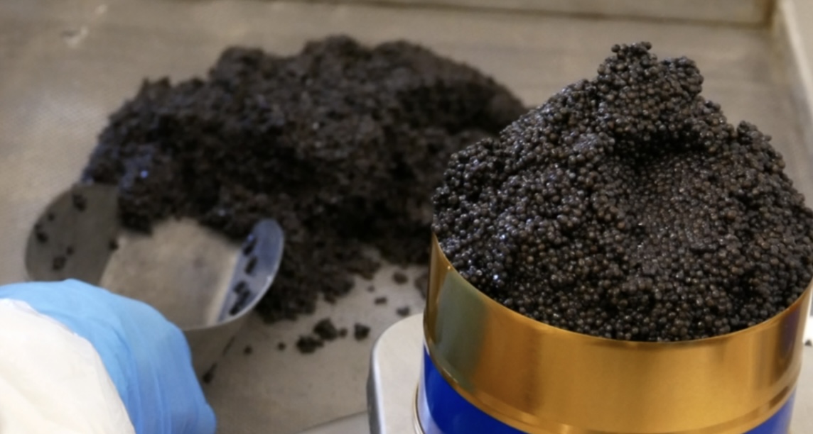 Photo de la mise en boîte de la production de caviar au laboratoire de la pisciculture de Caviar Perle Noire, Périgord