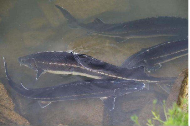 Esturgeons en bassin