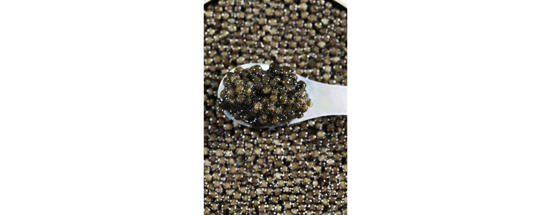 Caviar Perle Noire, a range for all palates