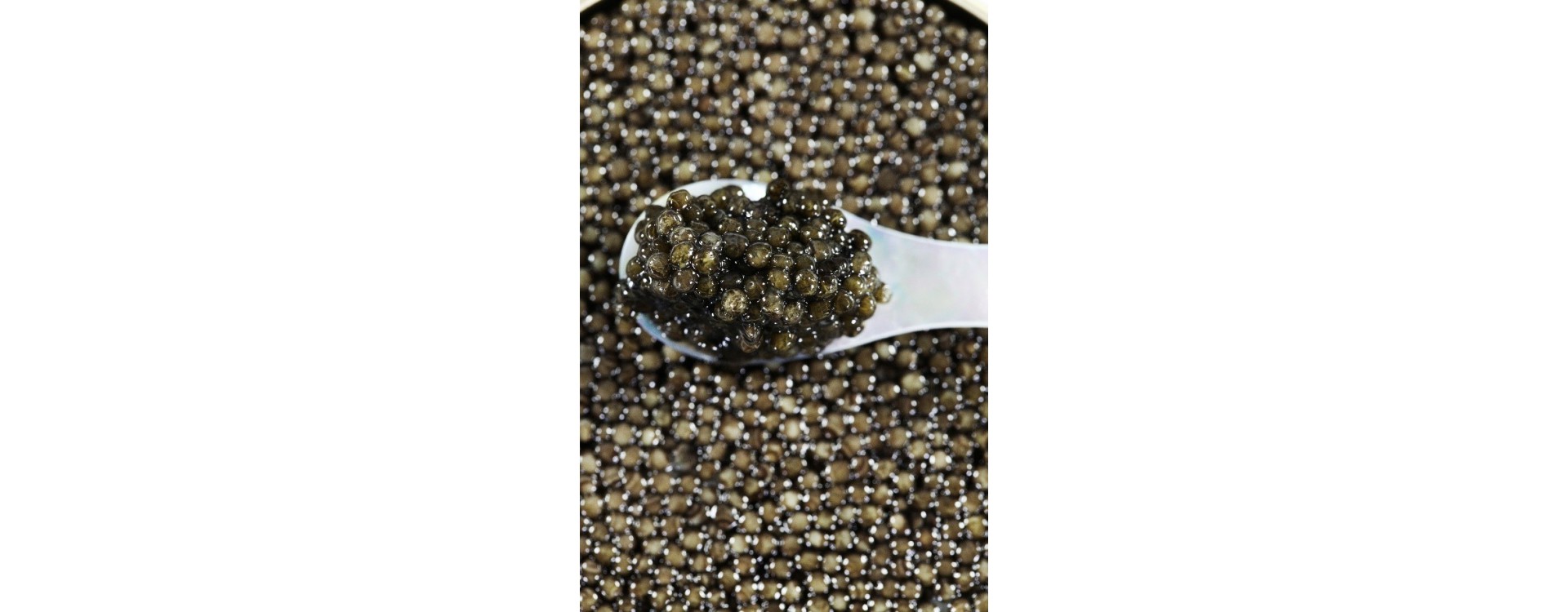 Caviar Perle Noire, a range for all palates Caviar Perle Noire, a range for all palates