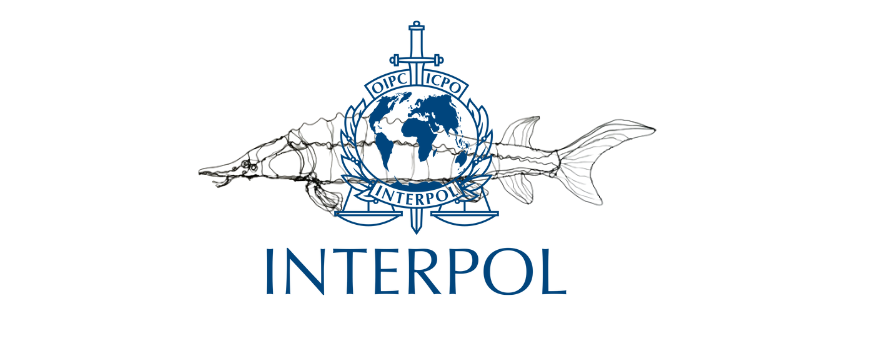 INTERPOL AU SECOURS DES ESTURGEONS INTERPOL AU SECOURS DES ESTURGEONS