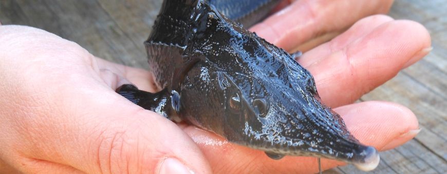 STURGEON FARMING