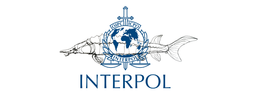 INTERPOL RESCUE STURGEON