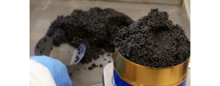 La production de caviar