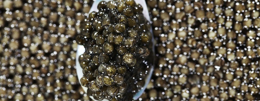 Caviar Perle Noire une gamme pour tous les palais :
