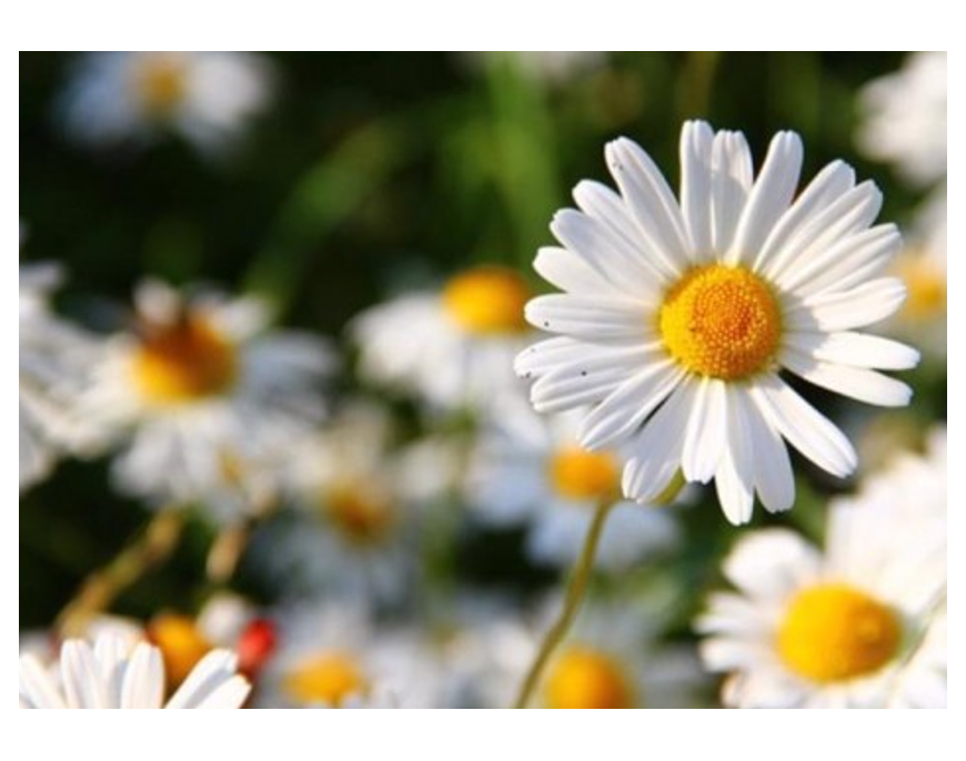 Le printemps arrive