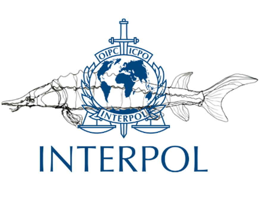 INTERPOL au secours des Esturgeons