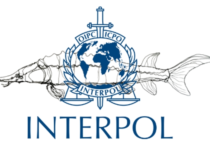 INTERPOL au secours des Esturgeons