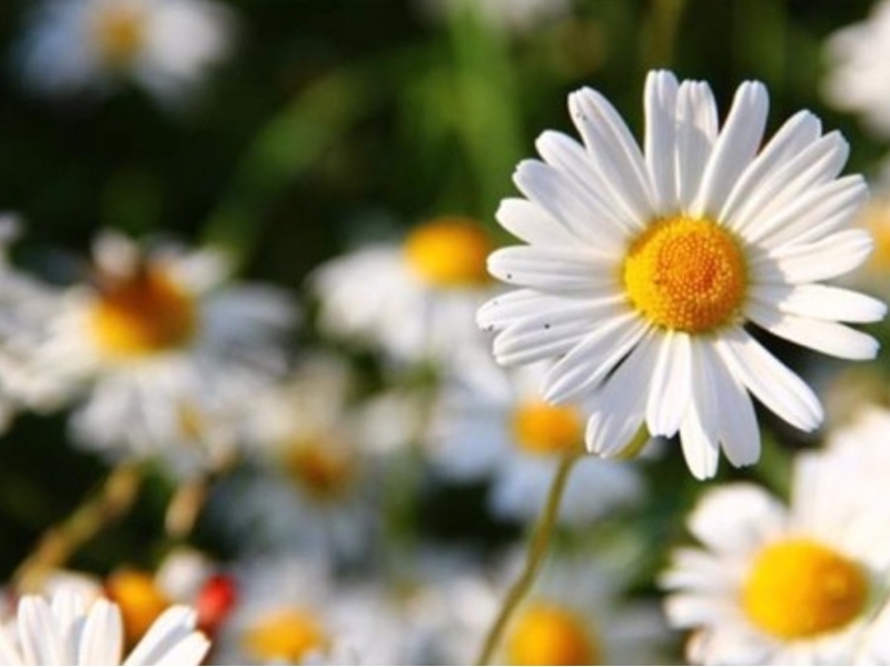 Le printemps arrive
