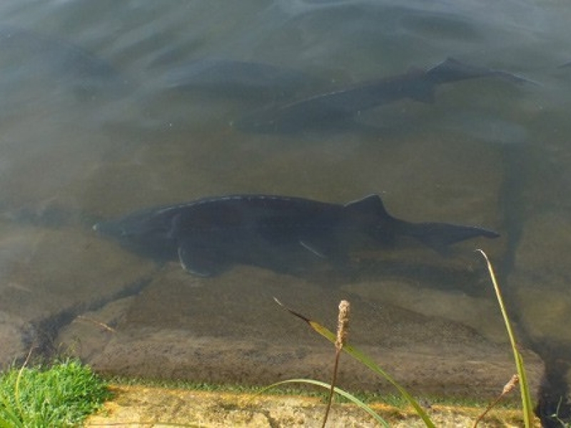 Le bien être des poissons d’abord !